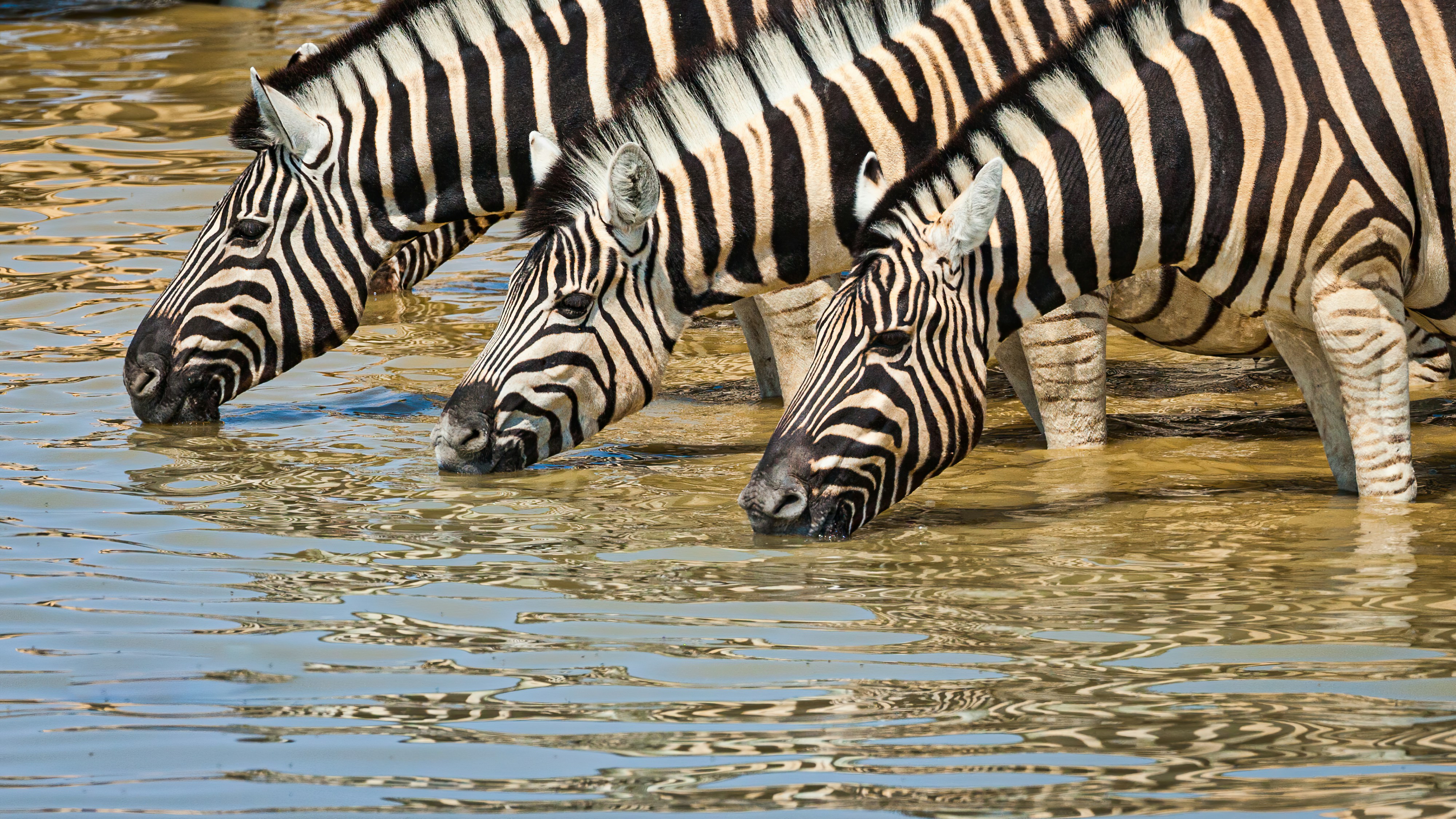 7-Day Photography Safari